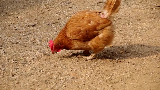 Hen peck the grain — Stock Video