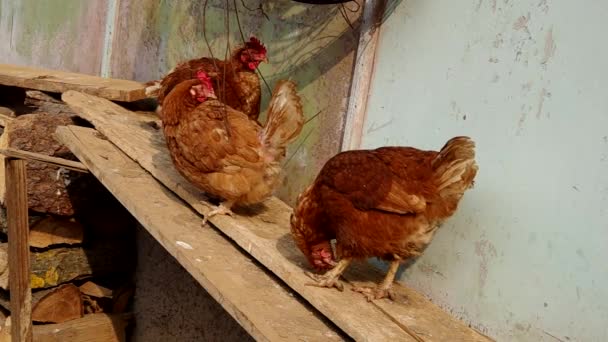 Pollo en una tabla de madera — Vídeos de Stock