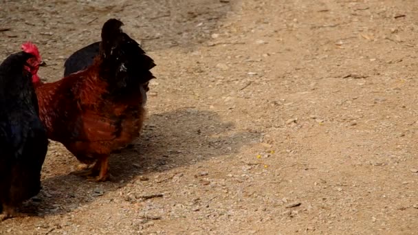 Poules sur la cour d'une maison 
