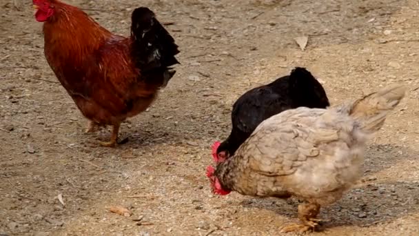 Galinhas no quintal de uma casa — Vídeo de Stock