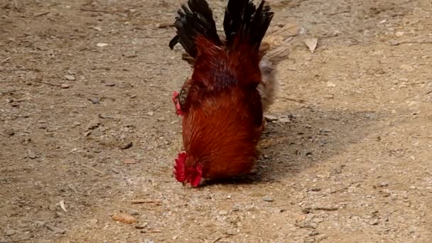 Poules sur la cour d'une maison 