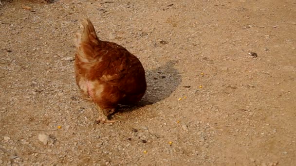 Κότες στην αυλή ενός σπιτιού — Αρχείο Βίντεο