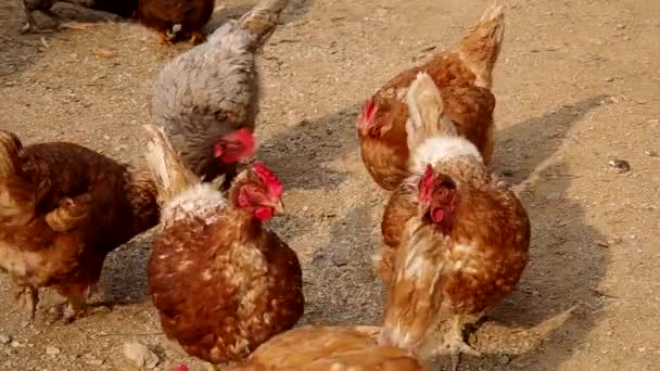 Gallinas en el patio de una casa — Vídeos de Stock