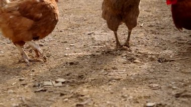 Tavukları bir evin avluda