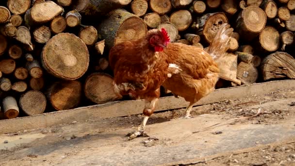 Huhn im Hof eines Hauses — Stockvideo