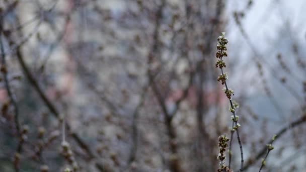 İlkbaharda ağaçta tomurcuklar — Stok video