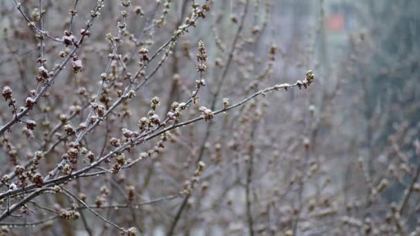 Knospen am Baum im Frühling — Stockvideo