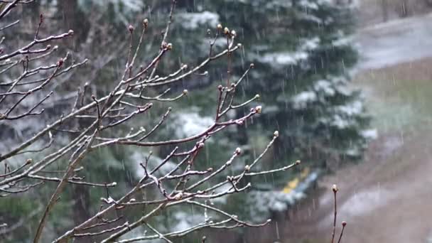 Knoppen op een boom in het voorjaar — Stockvideo