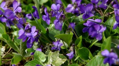 Viola odorata çim