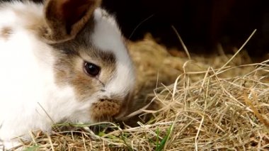 Tavşan Kafes içinde