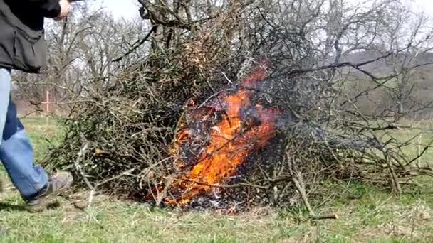 Ramo dell'albero in fiamme — Video Stock