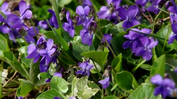 Viola odorata en la hierba — Vídeos de Stock