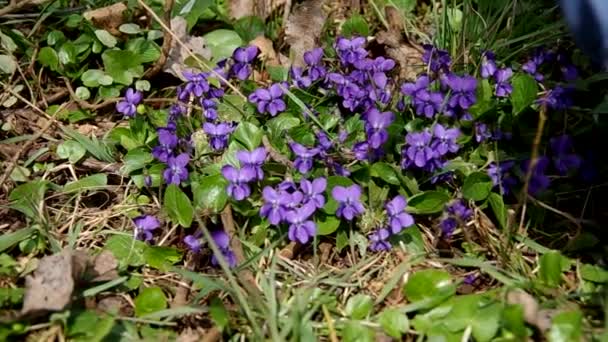 Viola odorata en la hierba — Vídeos de Stock
