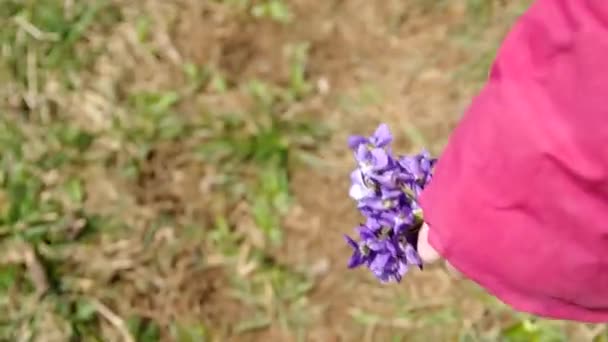 Posy von Blumen Viola odorata — Stockvideo