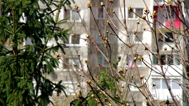 Primavera detrás de la ventana — Vídeos de Stock