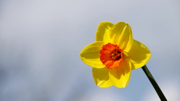 Blomma daffodil — Stockvideo