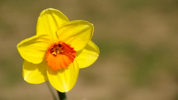 Flor daffodil — Vídeo de Stock