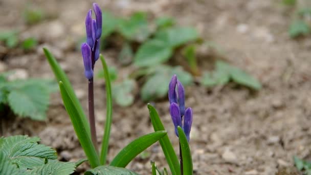 Primavera flores púrpura — Vídeos de Stock