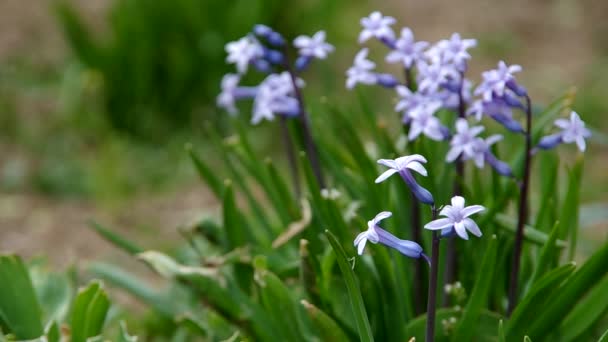 Primavera flores púrpura — Vídeos de Stock