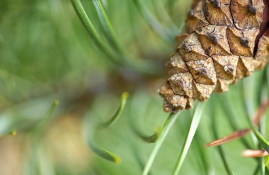 Ayrıntı çam kozalakları