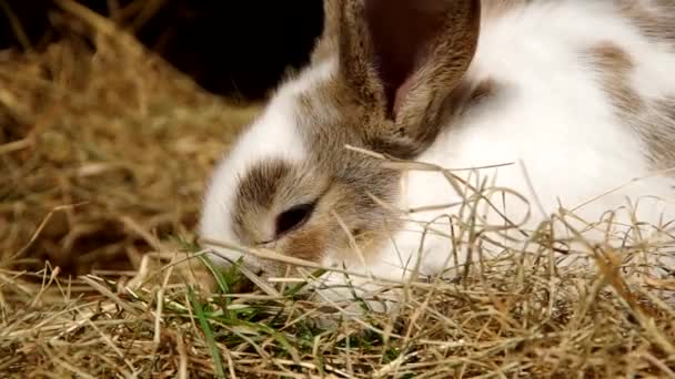 Tavşan Kafes içinde — Stok video