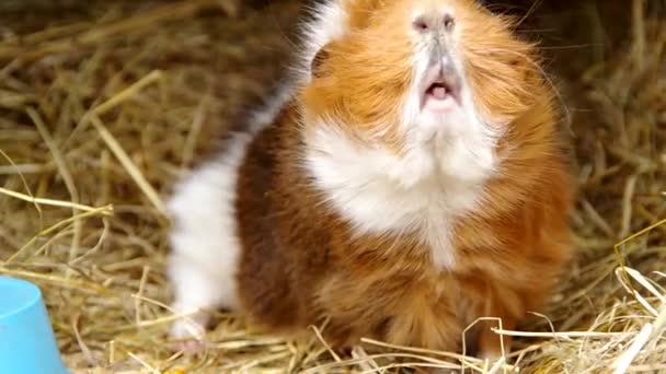 Guinea pig in a cage — Stock Video