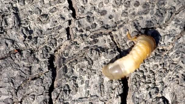 Larva de cockchafer — Vídeo de stock