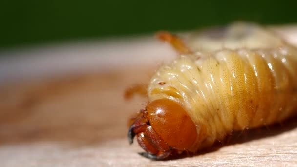 Larva de cockchafer — Vídeos de Stock