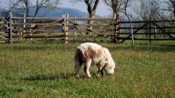 羊は柵の中 — ストック動画