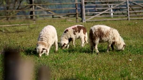 Ovejas en el corral — Vídeos de Stock