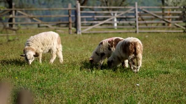 Schapen in de corral — Stockvideo