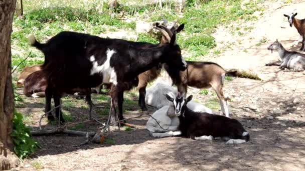 Kudde geiten — Stockvideo