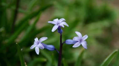 mor çiçekler bahar