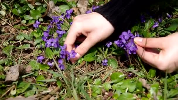 Viola odorata en la hierba — Vídeo de stock
