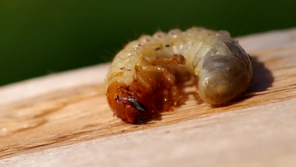 Larva of cockchafer — Stock Video