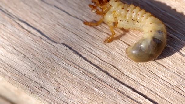 Larva dari cockchafer — Stok Video