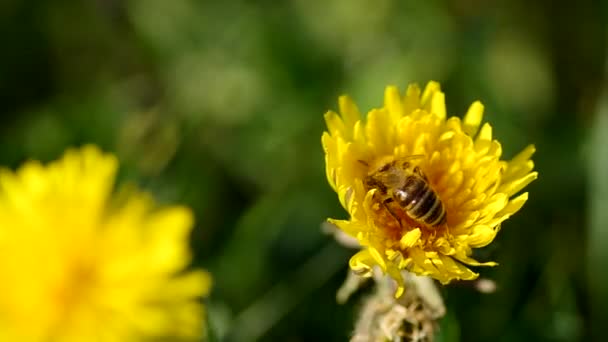 Abeja en diente de león — Vídeo de stock