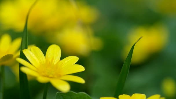 Желтые цветы лютик — стоковое видео