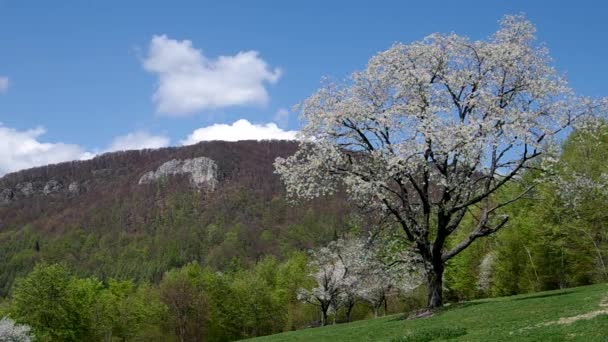 春に桜の木 — ストック動画