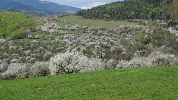 Kirschbäume blühen im Frühling — Stockvideo