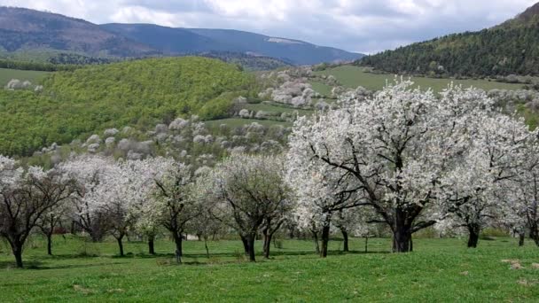 Cerejeiras florescendo na primavera — Vídeo de Stock