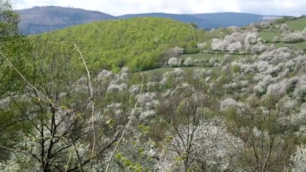 İlkbaharda açan kiraz ağaçları — Stok video