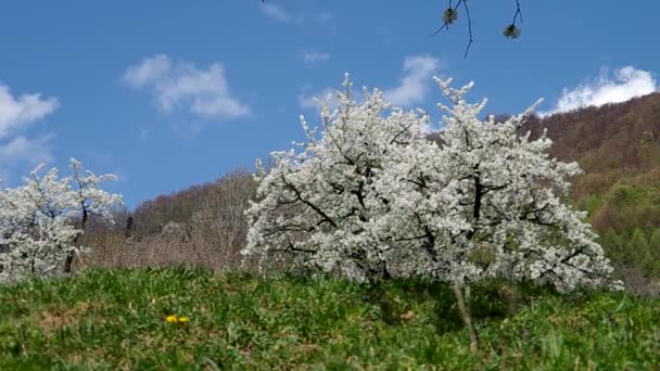 Cherry trees in spring — Stock Video