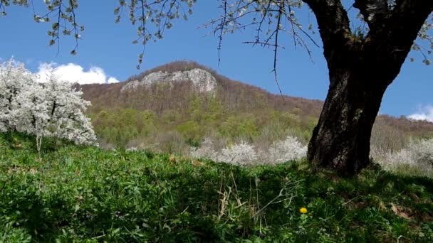 Cerejeiras na primavera — Vídeo de Stock