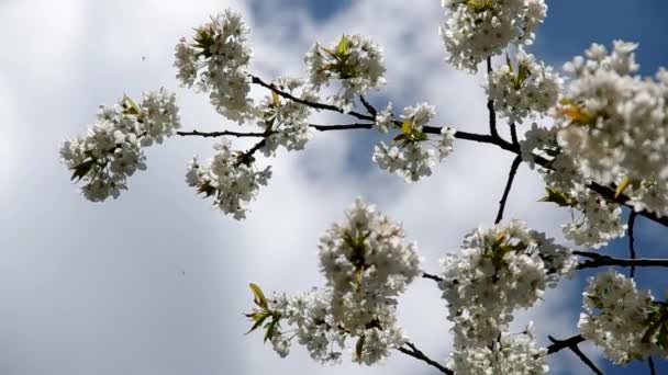 Cherry trees in spring — Stock Video