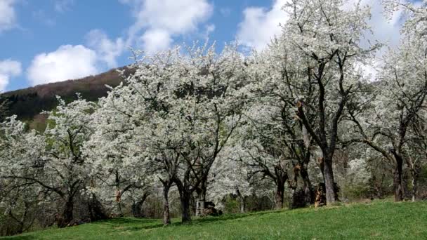 在春天的樱桃树 — 图库视频影像