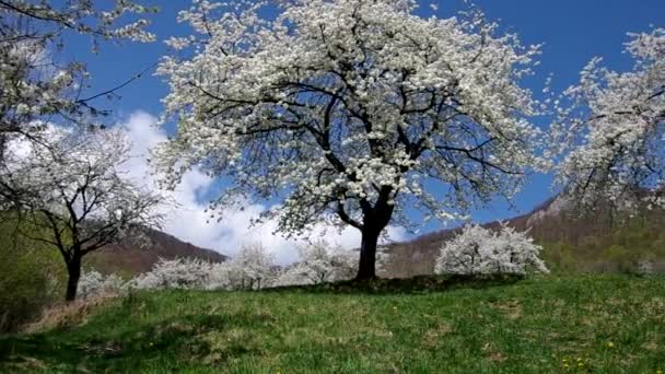 Cherry trees in spring — Stock Video