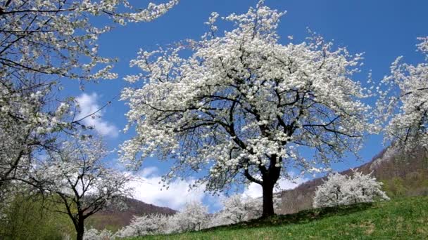 Cherry trees in spring — Stock Video