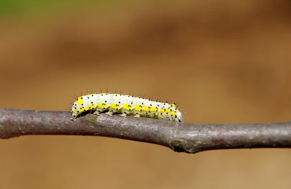 Oruga amarilla — Foto de Stock