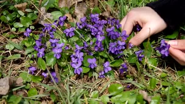 Viola odorata dans l'herbe — Video